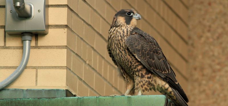 Peregrine falcon sitting on a building ledge with brick background