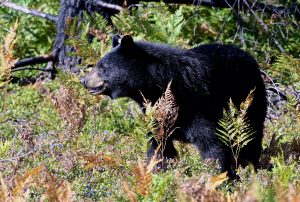 Photo of a black bear on a background of green foliage in a field of wild blueberries